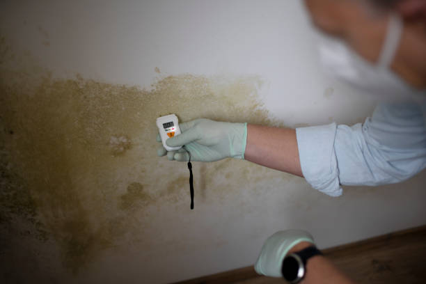 Best Basement Mold Removal  in Oakley, UT